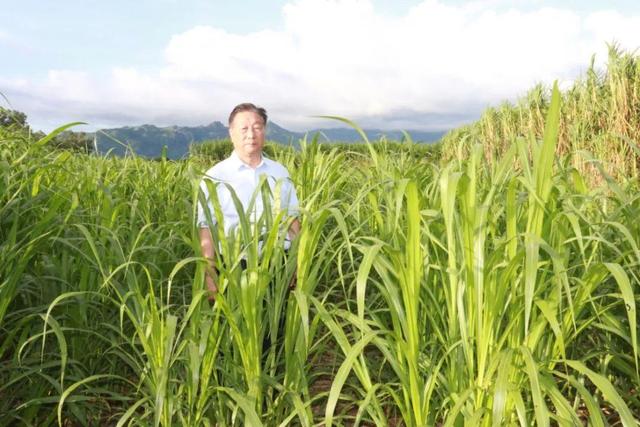 這位福建人的“小小一株草”，何以成為中國驕傲？