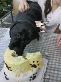 中型犬品種大全圖片中型犬品種大全圖片名稱