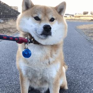 中型犬品種大全及圖片中大型犬品種大全圖片
