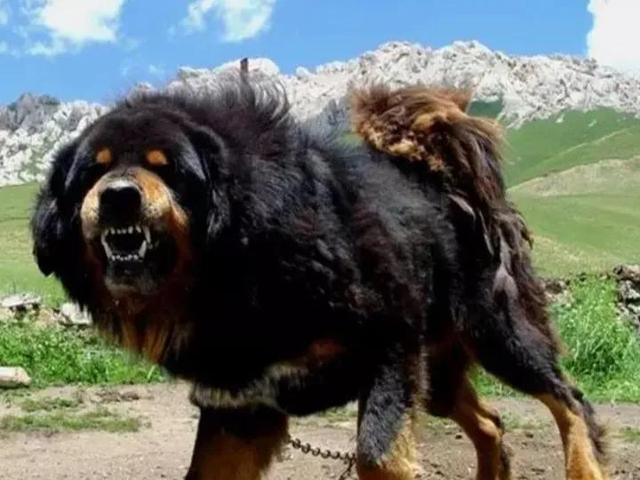 虎生三子，必有一彪，犬生九子，必有一獒?！氨搿保鎸嵈嬖趩?？