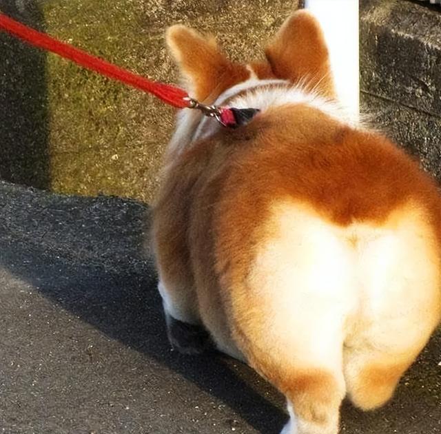柯基犬有8種“性格屬性”，你家狗屬于哪一種？