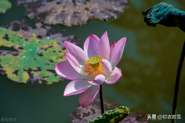 南北朝民歌《讀曲詞》七首：深情熱烈，慷慨綿長的蓮花愛情