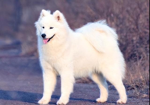 中型犬品種大全圖片_長(zhǎng)毛中型犬品種大全圖片及價(jià)格