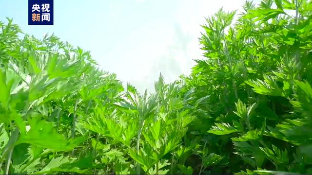 茹字的五行屬性是什么茹字的五行屬性是什么意思