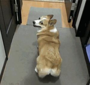 柯基犬有8種“性格屬性”，你家狗屬于哪一種？