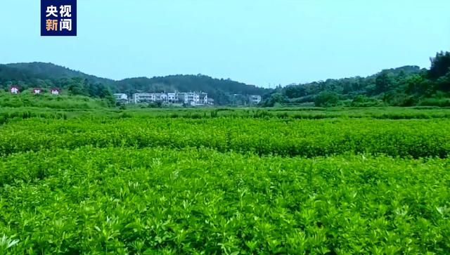 茹字的五行屬性是什么茹字的五行屬性是什么意思