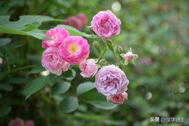 馨字五行屬什么行書馨字屬于五行屬什么行