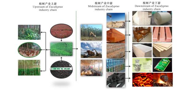 桉樹被稱亡國樹、斷子絕孫樹、缺德樹，人類卻還要種植，為啥？