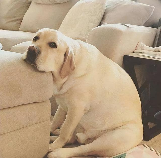 中型犬品種大全圖片中型犬品種大全圖片名稱