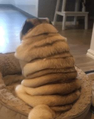中型犬品種大全圖片中型犬品種大全圖片名稱