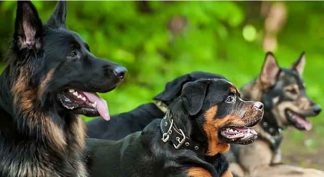 適合家養(yǎng)的“幾大護衛(wèi)犬”，養(yǎng)一只在家里，睡覺都踏實