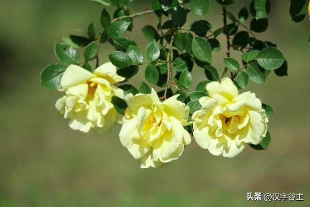 馨字五行屬什么行書馨字屬于五行屬什么行