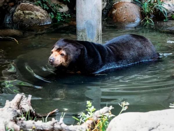 三伏天防毛孩子中暑 上海動(dòng)物園“涼方”大盤(pán)點(diǎn)