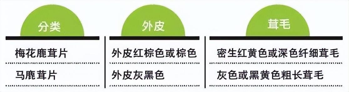 每天學(xué)習(xí)一味中藥——鹿茸