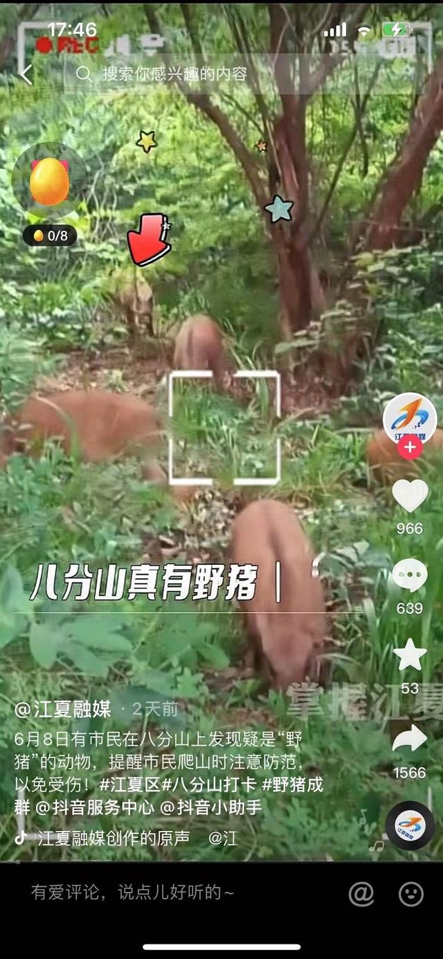 號(hào)稱武漢最野的山，到底有多野？提醒來了