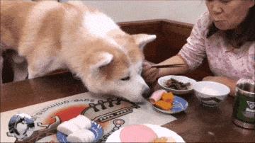 中型犬品種大全圖片中型犬品種大全圖片名稱