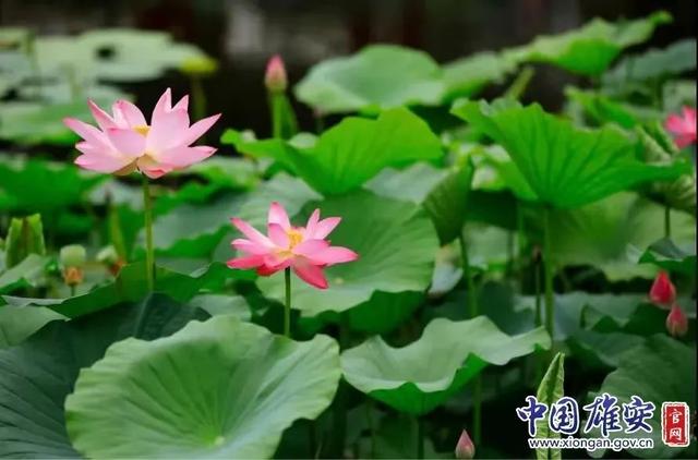 這座未來(lái)的典范城市，“妙”在哪兒？