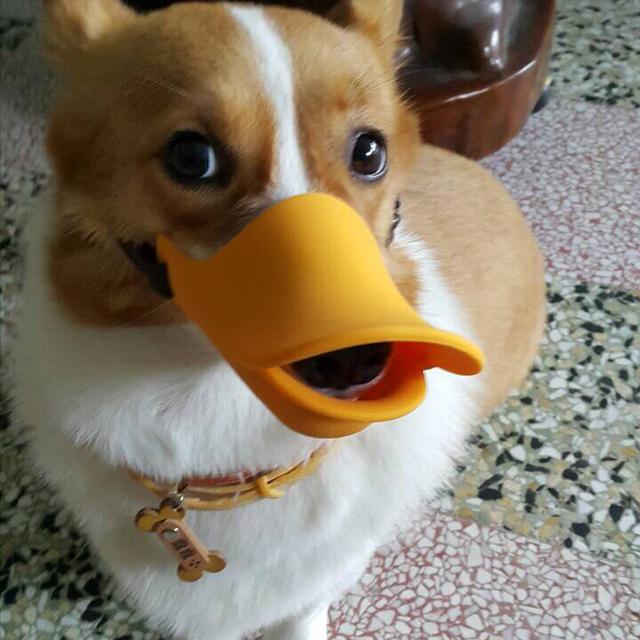 柯基犬有8種“性格屬性”，你家狗屬于哪一種？