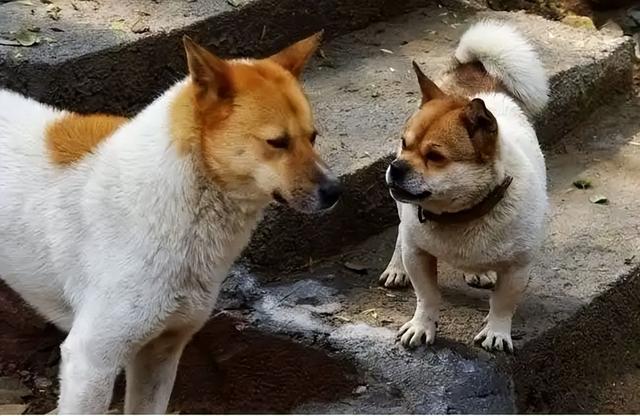 適合家養(yǎng)的“幾大護衛(wèi)犬”，養(yǎng)一只在家里，睡覺都踏實