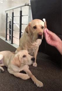 中型犬品種大全及圖片中大型犬品種大全圖片