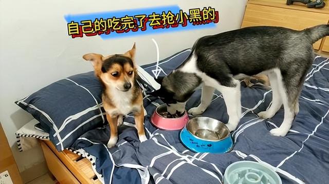 中型犬品種大全圖片中型犬品種大全圖片名稱