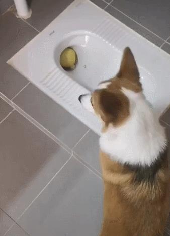 柯基犬有8種“性格屬性”，你家狗屬于哪一種？