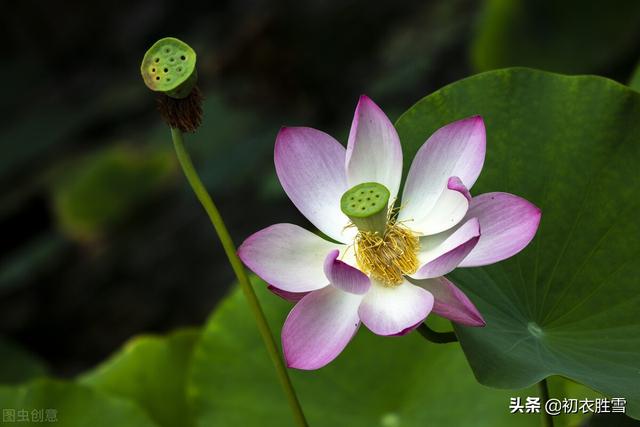 南北朝民歌《讀曲詞》七首：深情熱烈，慷慨綿長的蓮花愛情