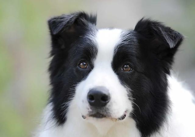 中型犬品種大全及圖片中大型犬品種大全圖片