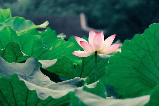 小暑不可小覷，每日里風(fēng)風(fēng)火火充滿生長(zhǎng)的希望