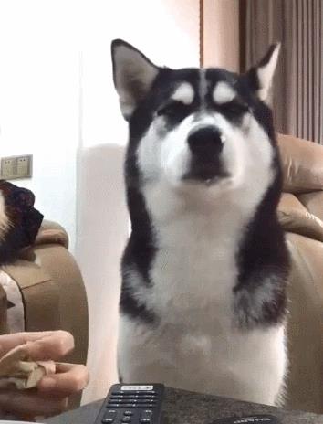 中型犬品種大全圖片中型犬品種大全圖片名稱