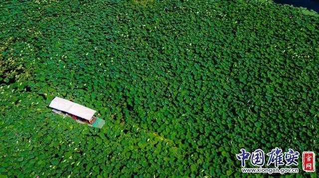 這座未來(lái)的典范城市，“妙”在哪兒？