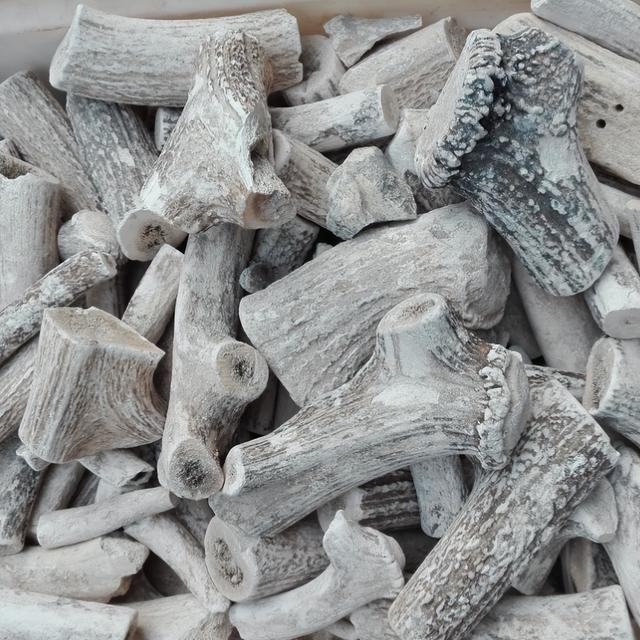 每天學(xué)習(xí)一味中藥——鹿茸