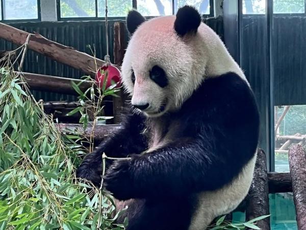 三伏天防毛孩子中暑 上海動(dòng)物園“涼方”大盤(pán)點(diǎn)