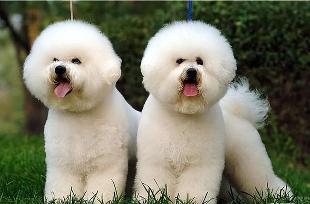 中型犬品種大全圖片_長(zhǎng)毛中型犬品種大全圖片及價(jià)格