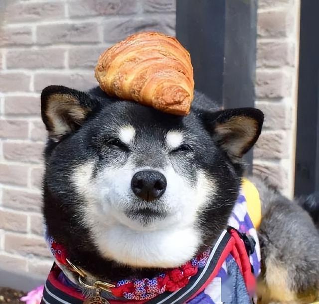 中型犬品種大全圖片中型犬品種大全圖片名稱