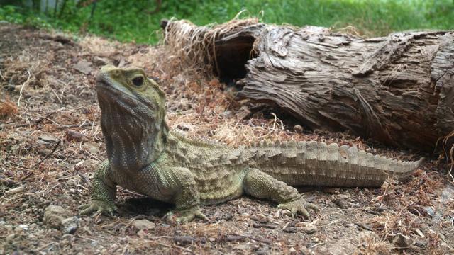 巧記單詞之tuatara