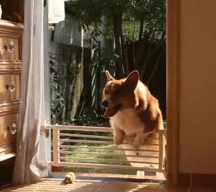 柯基犬有8種“性格屬性”，你家狗屬于哪一種？