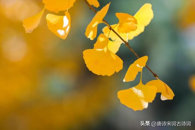 馨五行屬什么的字馨字在五行中屬什么