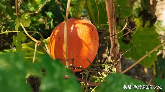 格字的五行屬什么？格字五行屬什么及解釋！