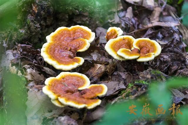 明開頭的成語？明開頭的成語有哪些！