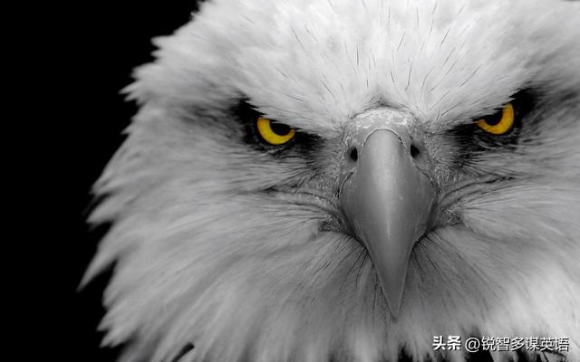 命開頭的成語？合開頭的成語接龍大全集最長調(diào)！