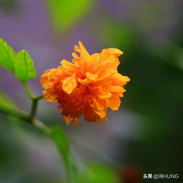 盛五行屬性是什么？成五行屬性是什么字！
