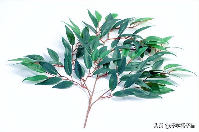 桉的意思和寓意解釋？桉是什么寓意！
