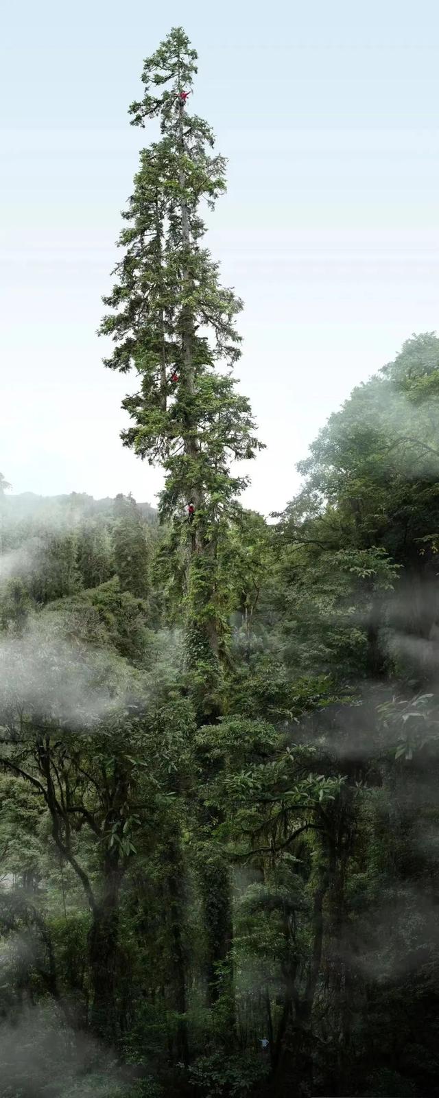 桉字取名的寓意男孩？桉字取名的寓意男孩名字！