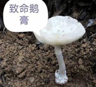 五行吐納術？發(fā)字的五行！