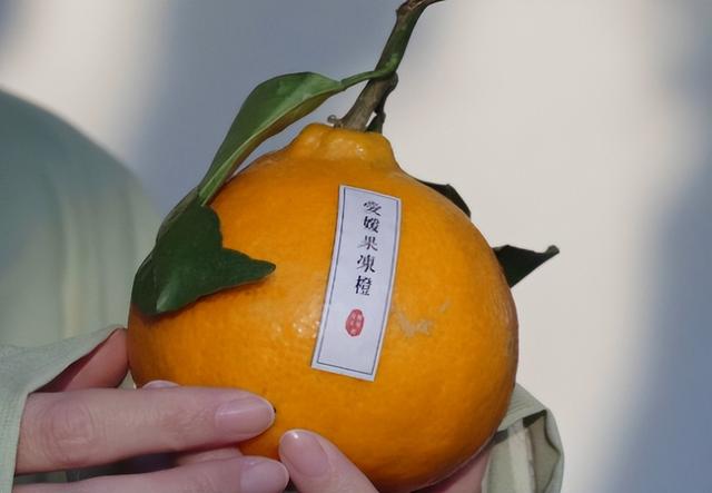 自生園果業(yè)·愛媛橙推介會(huì)FUN肆來臨