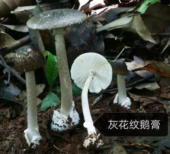 五行吐納術？發(fā)字的五行！