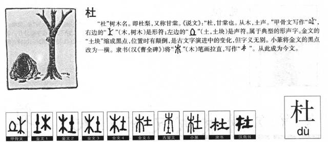楠字五行屬什么屬性？南字五行屬什么！