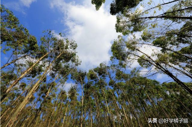 桉的意思和寓意解釋？桉是什么寓意！