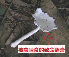 五行吐納術？發(fā)字的五行！